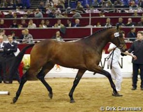 Sir Sinclair at the 2002 KWPN Stallion Licensing :: Photo © Dirk Caremans