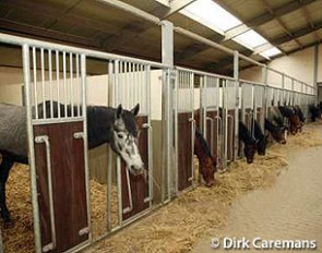 Social contact with other horses, free movement, a high roughage diet and good weaning practices prevent behavioral problems :: Photo © Dirk Caremans