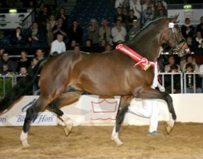 Blue Hors Leredo wins the 2004 Danish warmblood stallion licensing :: Photo Thomas Bach Jensen