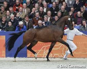 Carlton Hill at the 2010 KWPN Stallion Licensing :: Photo © Dirk Caremans
