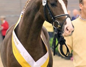 Dancier x Rotspon stands out at the 2011 Hanoverian Stallion Licensing :: Photo © Tammo Ernst