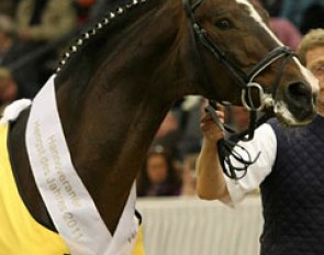 Graf Top, Hanoverian Stallion of the Year 2011 :: Photo © Christina Beuke