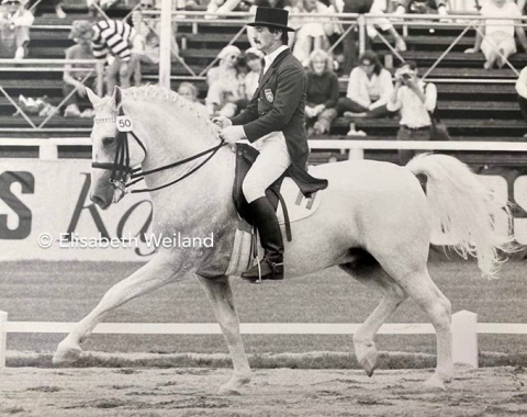 Small, but mighty: The stud of Lipica in Yugoslavia (now Slovenia) managed to send a team of their riders and horses to Lausanne. Here Alojz Lah and Maestoso Monteaura in their trot extension. They placed a respectable 24th of 44 starters in the Grand Prix.