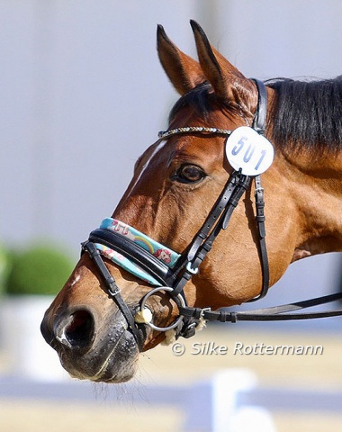 The beautiful head and interesting noseband pad of the Hanoverian gelding Bequia Simba (by Bequia-Sandro) of Austrian Grade V rider Valentina Strobl.