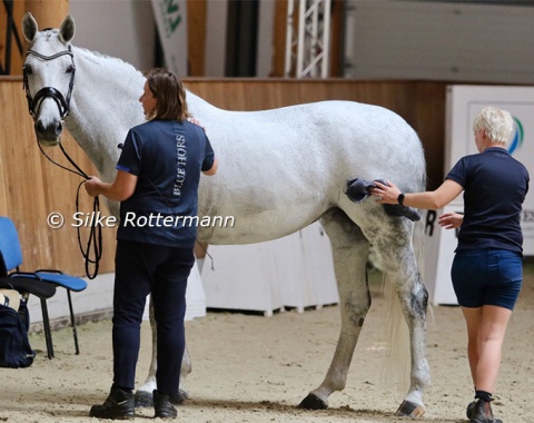 Honour to whom honour is due: After her gold medal ride Jolene Hill is immediately attended by two groom to prepare her looking her best at the prize-giving.