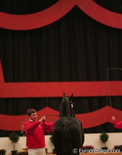 Stallion presentation at the 2006 Danish Warmblood Stallion Licensing :: Photo © Astrid Appels