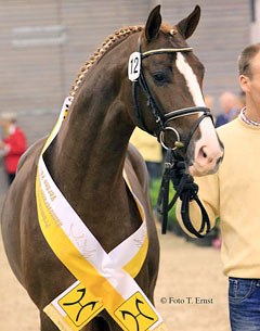 Dancier x Rotspon stands out at the 2011 Hanoverian Stallion Licensing :: Photo © Tammo Ernst