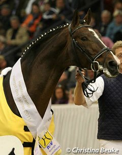 Graf Top, Hanoverian Stallion of the Year 2011 :: Photo © Christina Beuke