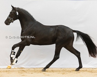 I Am Rico Norel, here in the first phase at the 2024 KWPN Stallion Licensing in Ermelo :: Photo © Digishots