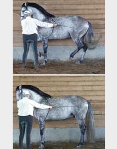 Learning piaffe: Top: standing front leg is vertical, lifted knee is close to the horizontal, hind legs are flexed (down for standing leg and up for lifted leg), haunches are lowered, back is rounded, neck is arched, poll at the highest point and nose slightly in front of the vertical. BOTTOM: perfect square halt, front legs vertical and haunches lightly flexed, his front end immobile and light with equal contact on both reins, forehead vertical, poll high.