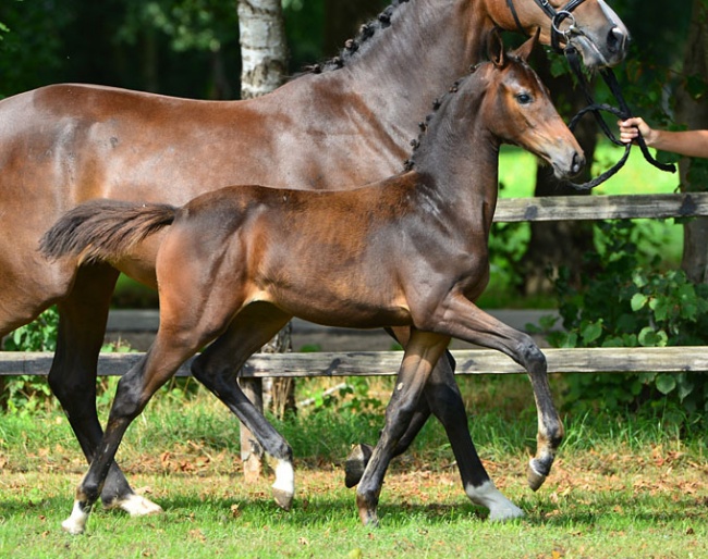 Nevita (by Cohinoor VDL) is part of the KWPN Online Foal Auction collection