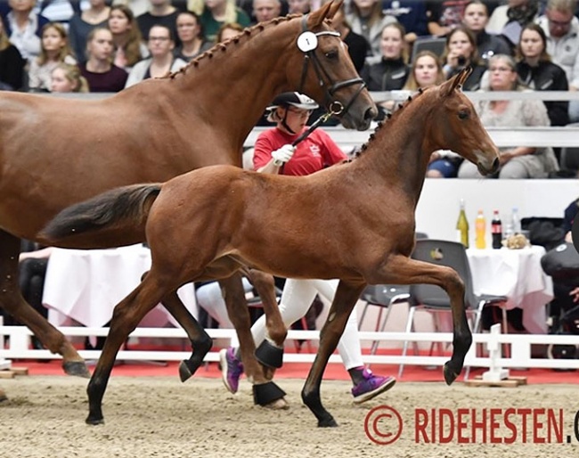 Worres Nina, top seller of the 2018 World Cup Herning Foal Auction :: Photo © Ridehesten