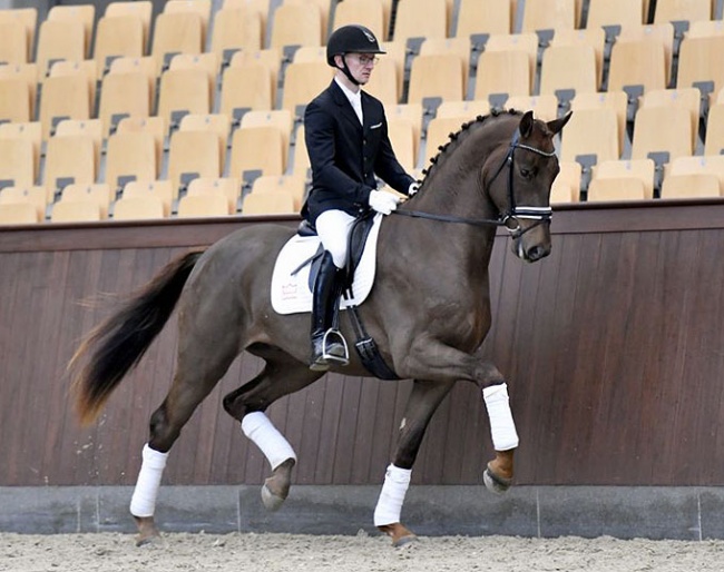 DWB stallion candidate Fruerings Saigon (by Blue Hors First Choice x Solos Landtinus) is one of the many highlights in the 2019 Danish Warmblood Spring Auction collection