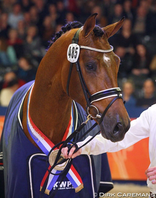 Handsome O, champion of the 2015 KWPN Stallion Licensing :: Photo © Dirk Caremans