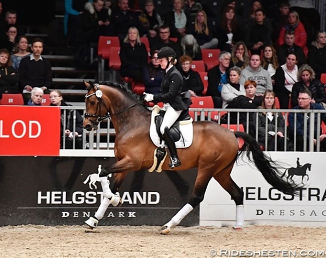 Olympus (by Blue Hors Don Olymbrio x Solos Landtinus) :: Photo © Ridehesten
