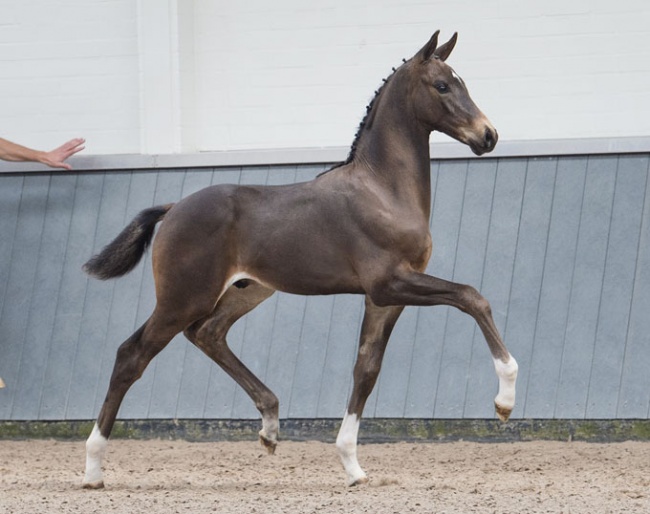 Oirendo (by Toto Jr x Tuschinski) is one of the six stunners that are for sale in the "Borculo CDI Foal Auction" on 6 July 2019