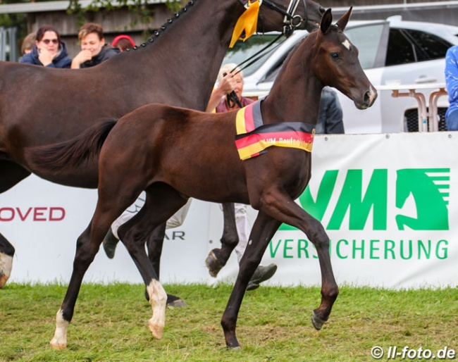 Totilas x Zonik filly, winner of the Filly division at the 2019 German Foal Championships :: Photo © LL-foto
