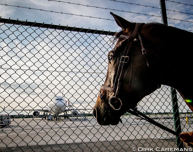 Horse looking at the cargo plane in Liège, Belgium, that will take it to the 2016 Olympics in Rio :: Photo © Dirk Caremans 