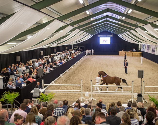 Van Olst Sales is an annual auction of top bred young dressage horses in The Netherlands