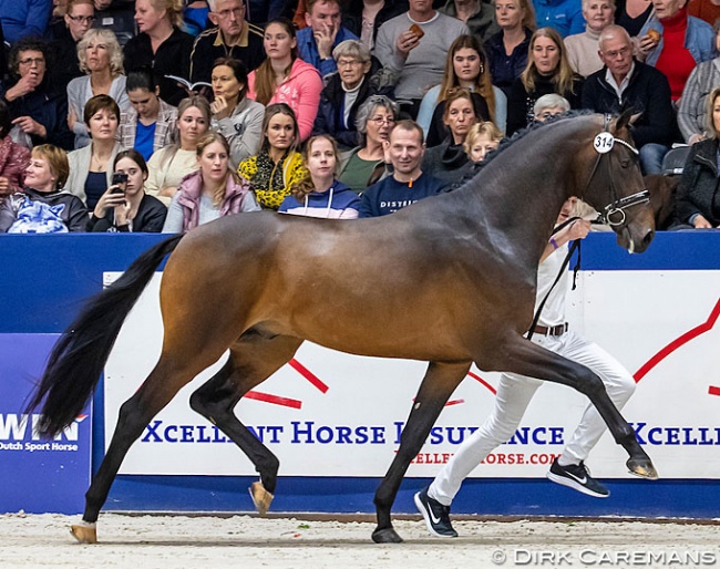 Newly approved premium stallion Merlot (by Bordeaux x Florencio) at the 2020 KWPN Licensing :: Photo © Dirk Caremans