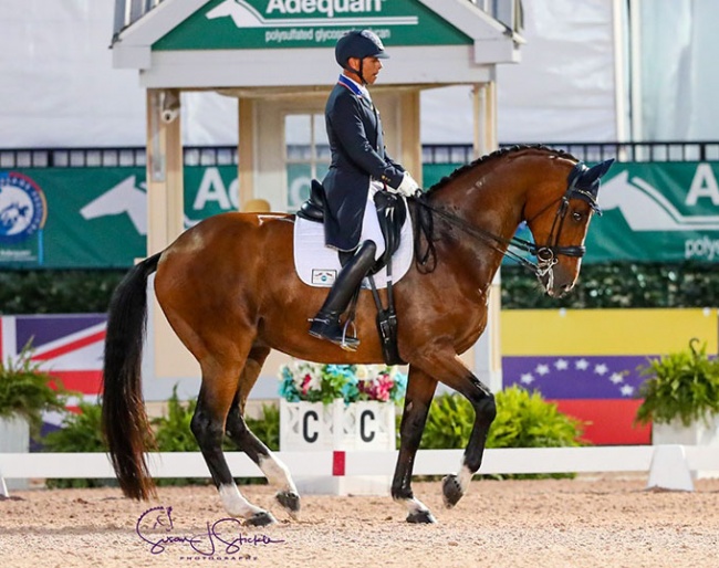 Steffen Peters and Suppenkasper at the 2020 CDIO Wellington :: Photo © Sue Stickle