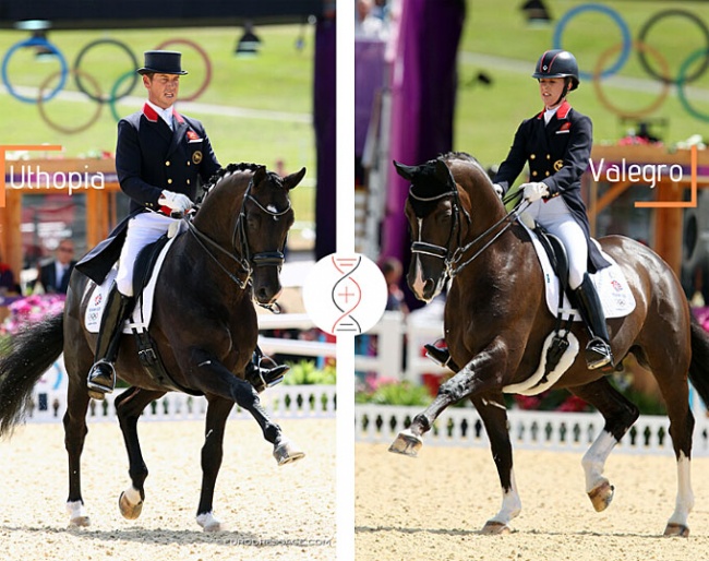 Get yourself the champions of Charlotte Dujardin and Carl Hester : Uthopia with the full sister of the Olympic Champion, Valegro!